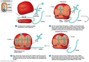 Translation process at the ribosome