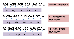 Frameshift mutation example