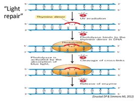 Light repair of thymine dimers
