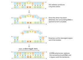 Nucleotide excision repair mechanism