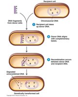 Bacterial transformation process