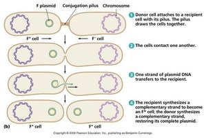 Plasmid transfer during conjugation