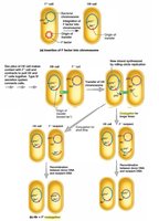 Hfr conjugation and chromosomal gene transfer