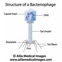 Structure of a bacteriophage