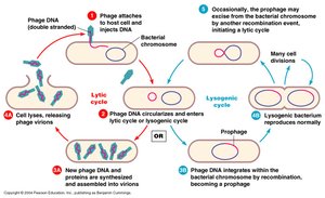 Lytic and lysogenic cycles of bacteriophage