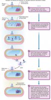 Generalized transduction process
