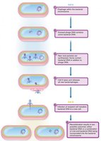 Specialized transduction process