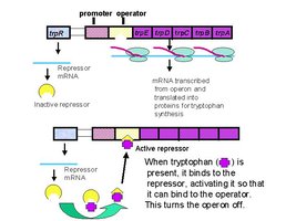 trp operon regulation