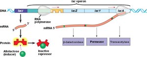 lac operon structure and regulation