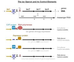 lac operon control elements and catabolite repression