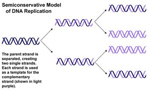 Semiconservative model of DNA replication