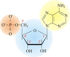 Structure of a nucleotide