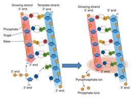 DNA strand directionality and nucleotide addition