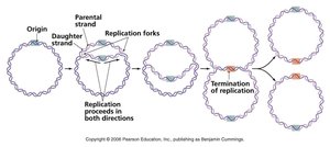 Bidirectional replication in circular bacterial chromosome