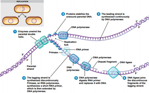DNA replication fork and enzyme activity