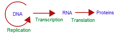 Central dogma: DNA to RNA to protein