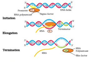 Stages of transcription: initiation, elongation, termination