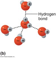 Hydrogen bond formation in water