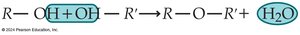 Dehydration synthesis reaction