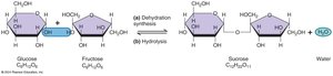 Dehydration synthesis and hydrolysis of disaccharides