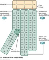 Saturated and unsaturated fatty acids