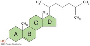 Cholesterol structure