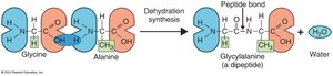 Peptide bond formation