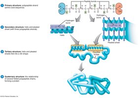 Summary of protein structures