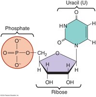 Uracil nucleotide of RNA