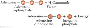 ATP hydrolysis releases energy