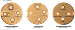 Disk-diffusion method showing zones of inhibition for different disinfectants