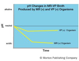 pH changes in MR-VP broth for MR(+) and VP(+) organisms