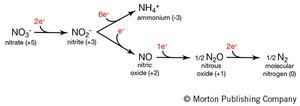 Nitrate reduction pathway diagram