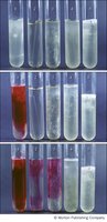 Nitrate test results after reagents and zinc addition