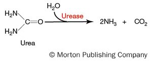 Urea hydrolysis reaction catalyzed by urease