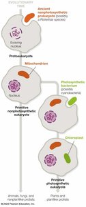 Diagram of endosymbiotic events leading to mitochondria and chloroplasts