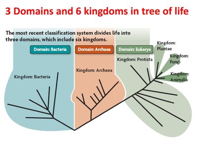 Phylogenetic tree of domain Eukarya