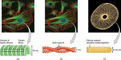 Types of cytoskeletal filaments: microtubules, microfilaments, intermediate filaments