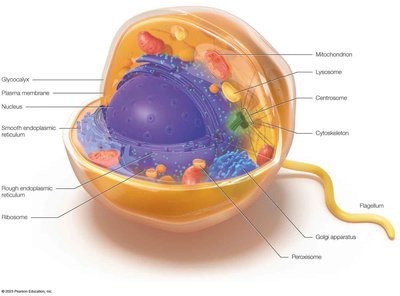 Labeled diagram of eukaryotic organelles