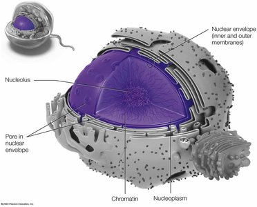 Detailed structure of the nucleus
