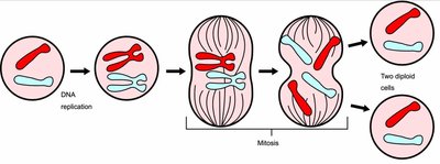Diagram of mitosis