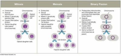 Comparison of mitosis, meiosis, and binary fission