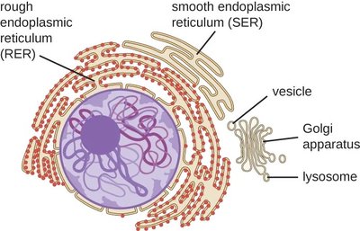 Endomembrane system: ER, Golgi, vesicles