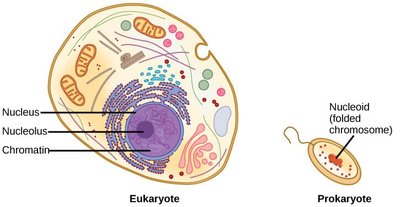 Diagram comparing eukaryotic and prokaryotic cells
