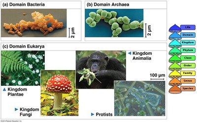 Three domains of life: Bacteria, Archaea, Eukarya
