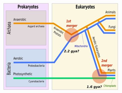 Evolutionary timeline of eukaryotes and endosymbiosis