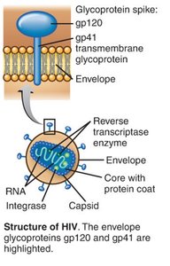 Structure of HIV