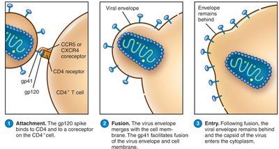 HIV attachment and entry into CD4+ T cell