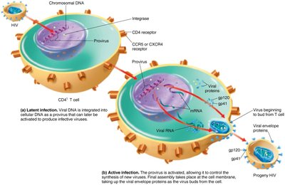 Latent and active HIV infection in CD4+ T cells