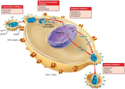 Drugs that inhibit HIV life cycle